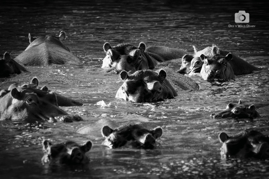 A Wild Eye,&nbsp;Validated