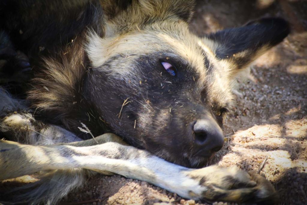 The Silent Casualties of&nbsp;War